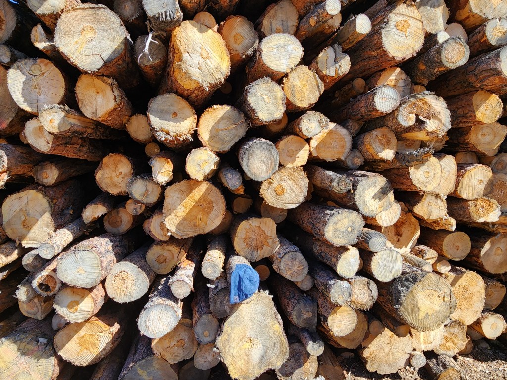 Nederland Wildfire Plan Sidesteps Science and Participatory Democracy