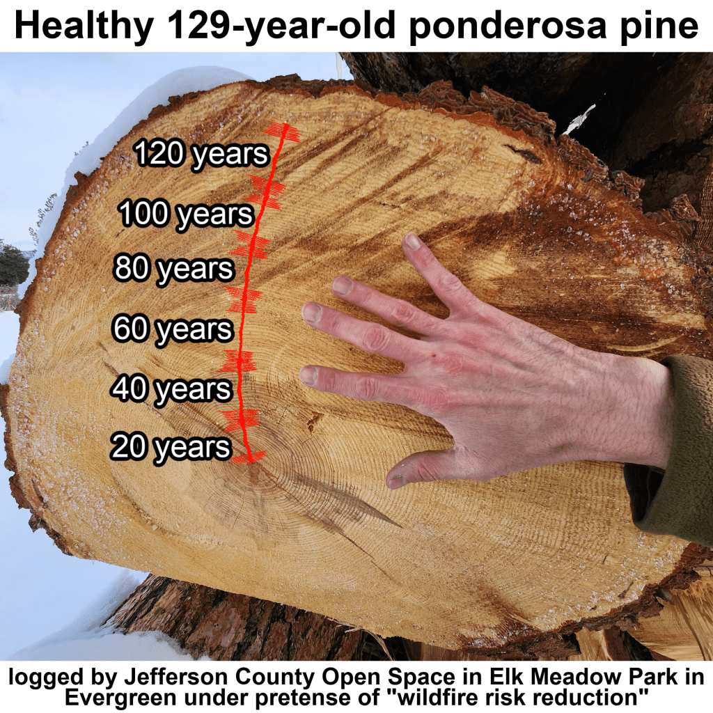Jefferson County, Colorado Logging Old-Growth Trees for Contested “Wildfire Risk&nbsp;Reduction”