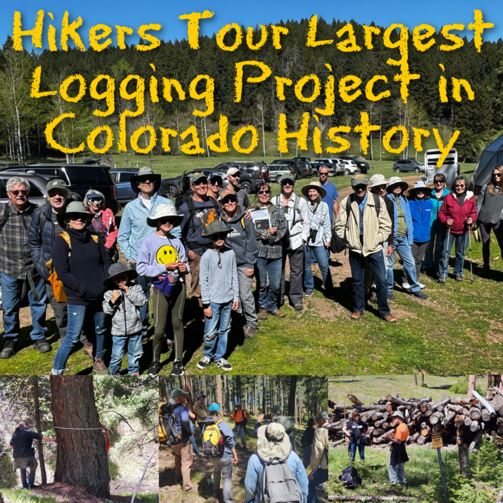 Hikers Tour Largest Logging Project in Colorado History