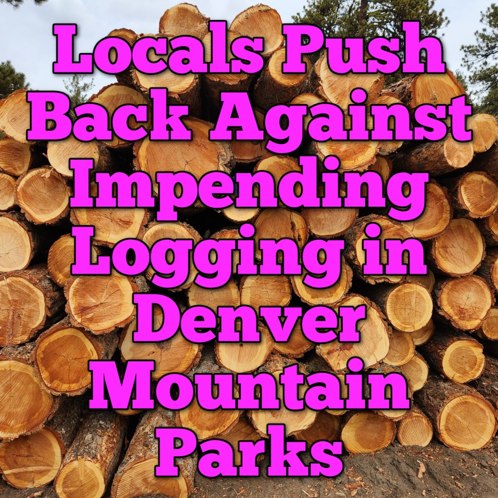 Locals Push Back Against Impending Logging in Denver Mountain&nbsp;Parks