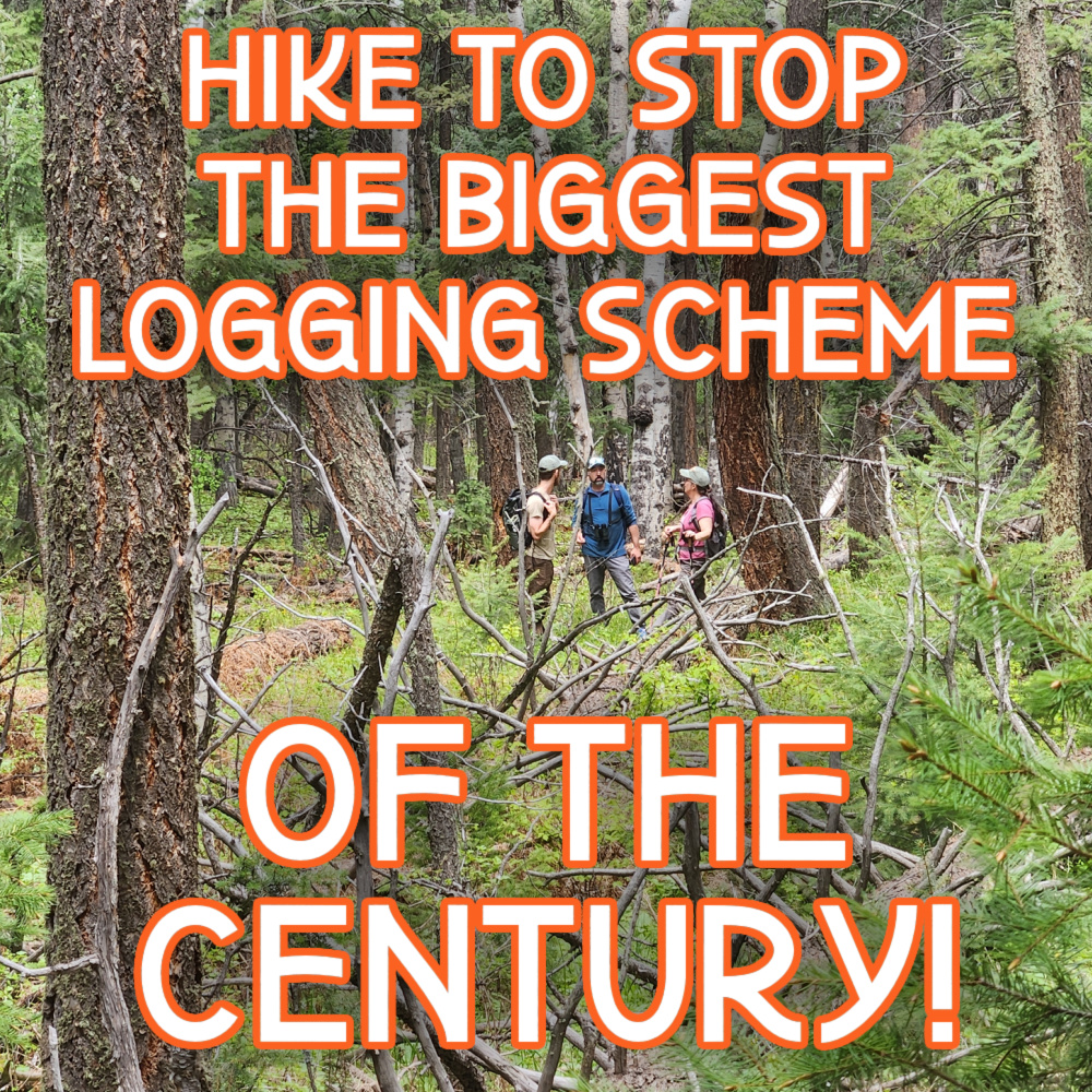 HIKE to Stop the Biggest Logging Scheme of the&nbsp;Century!