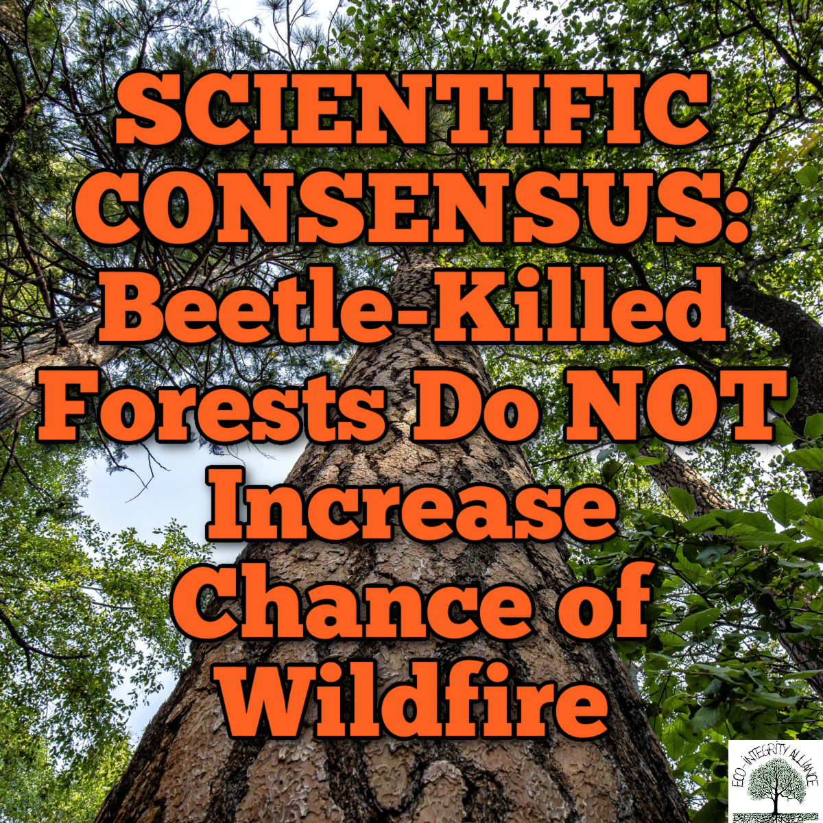 SCIENTIFIC CONSENSUS: Beetle-Killed Forests Do NOT Increase Chance of Wildfire (Can Actually Burn LESS Often); “Thinning” Ineffective or Counterproductive at Slowing Big&nbsp;Waves