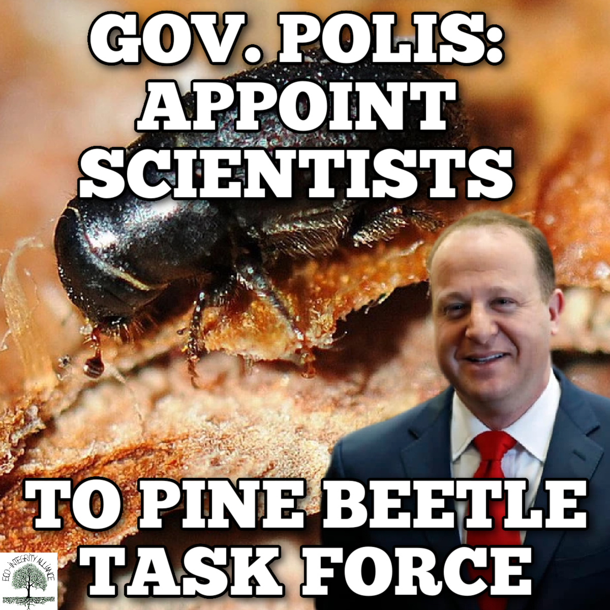 3 MINUTE ACTION: Ask Gov. Polis to Appoint Scientists and Conservationists to “Pine Beetle Task Force” 