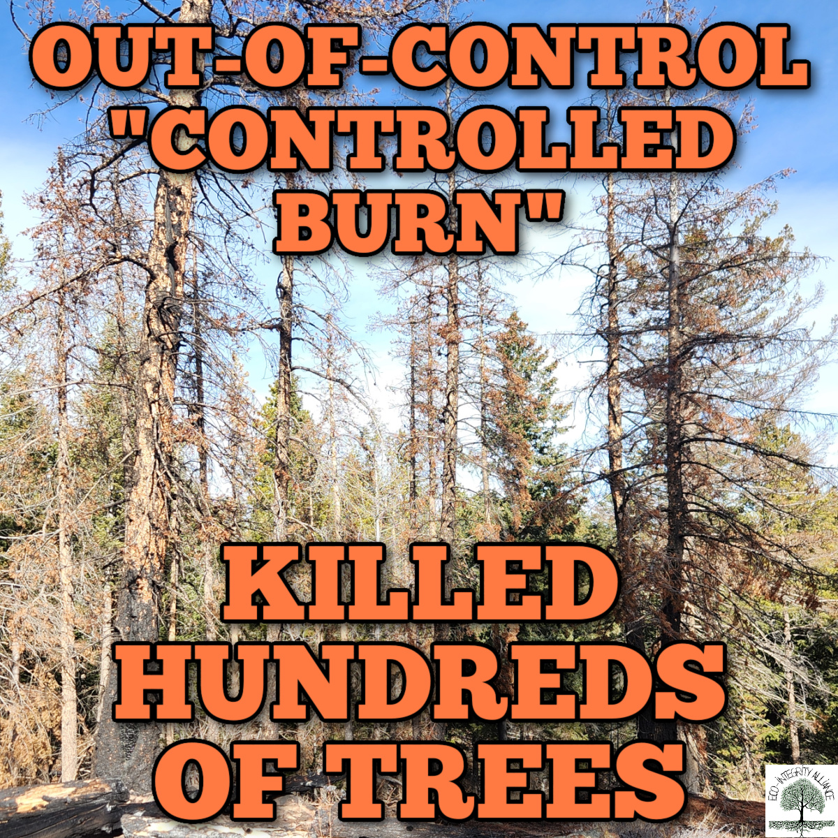 U.S. Forest Service Out-of-Control “Controlled Burn” Killed Hundreds of Trees in Boulder County,&nbsp;Colorado