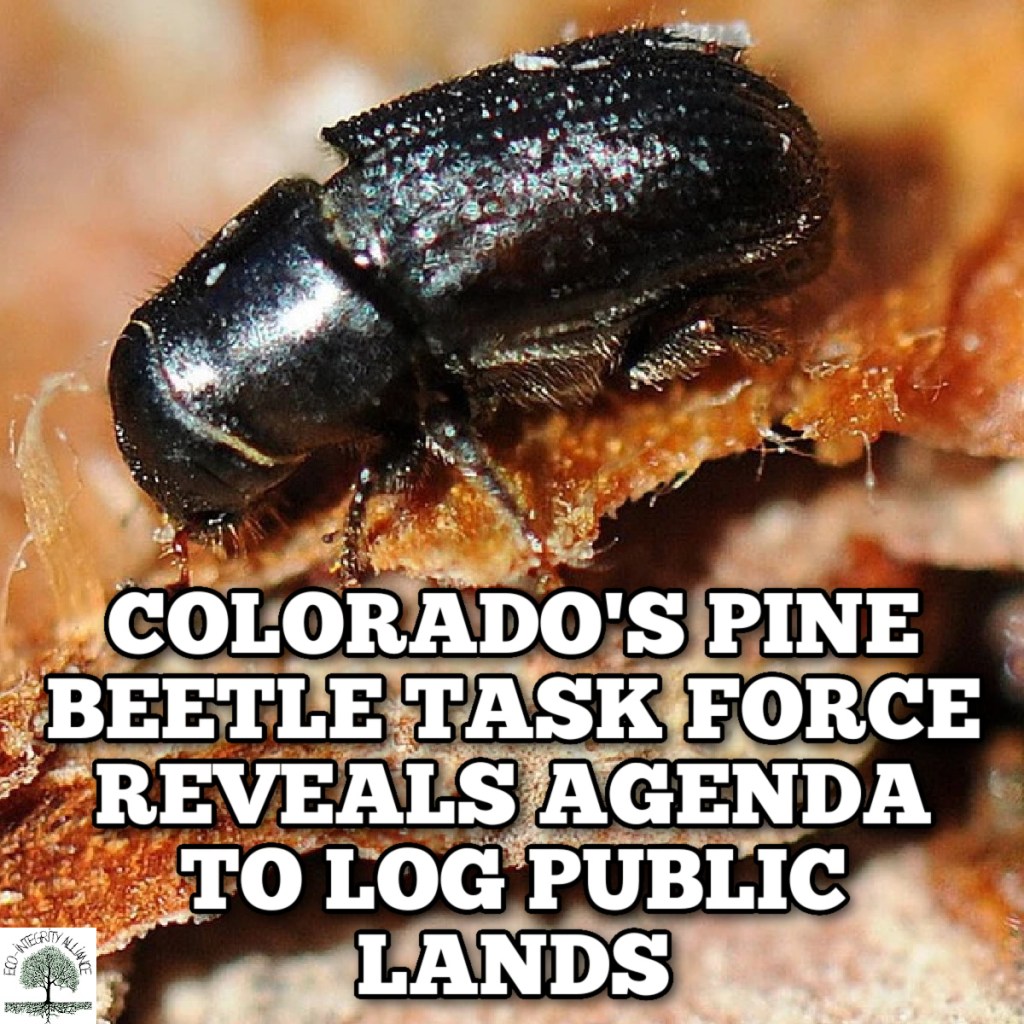 Colorado’s Pine Beetle Task Force Reveals Agenda to Log Public&nbsp;Forests